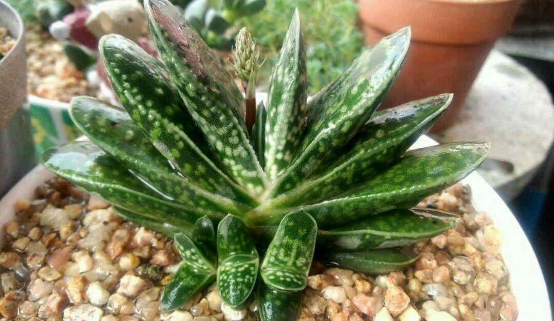 平价多肉子宝,外形像元宝,寓意招财进宝,养护比芦荟还简单