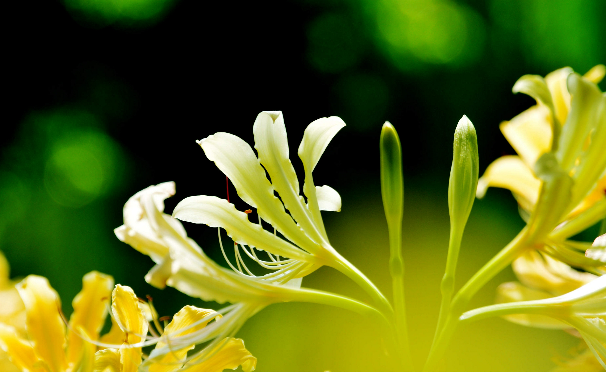 江苏省无锡市锡山区锡北镇,新镇区景观带,石蒜花开正旺,秋天正向我们