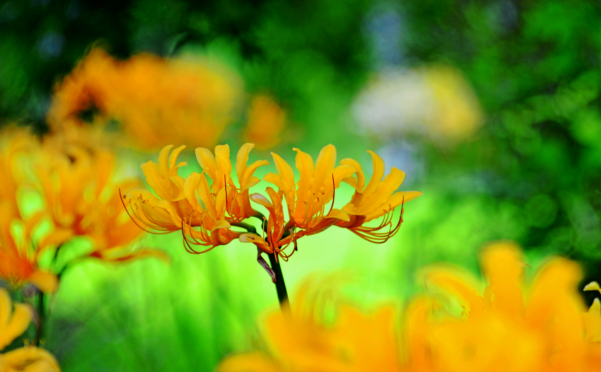 江苏省无锡市锡山区锡北镇,新镇区景观带,石蒜花开正旺,秋天正向我们