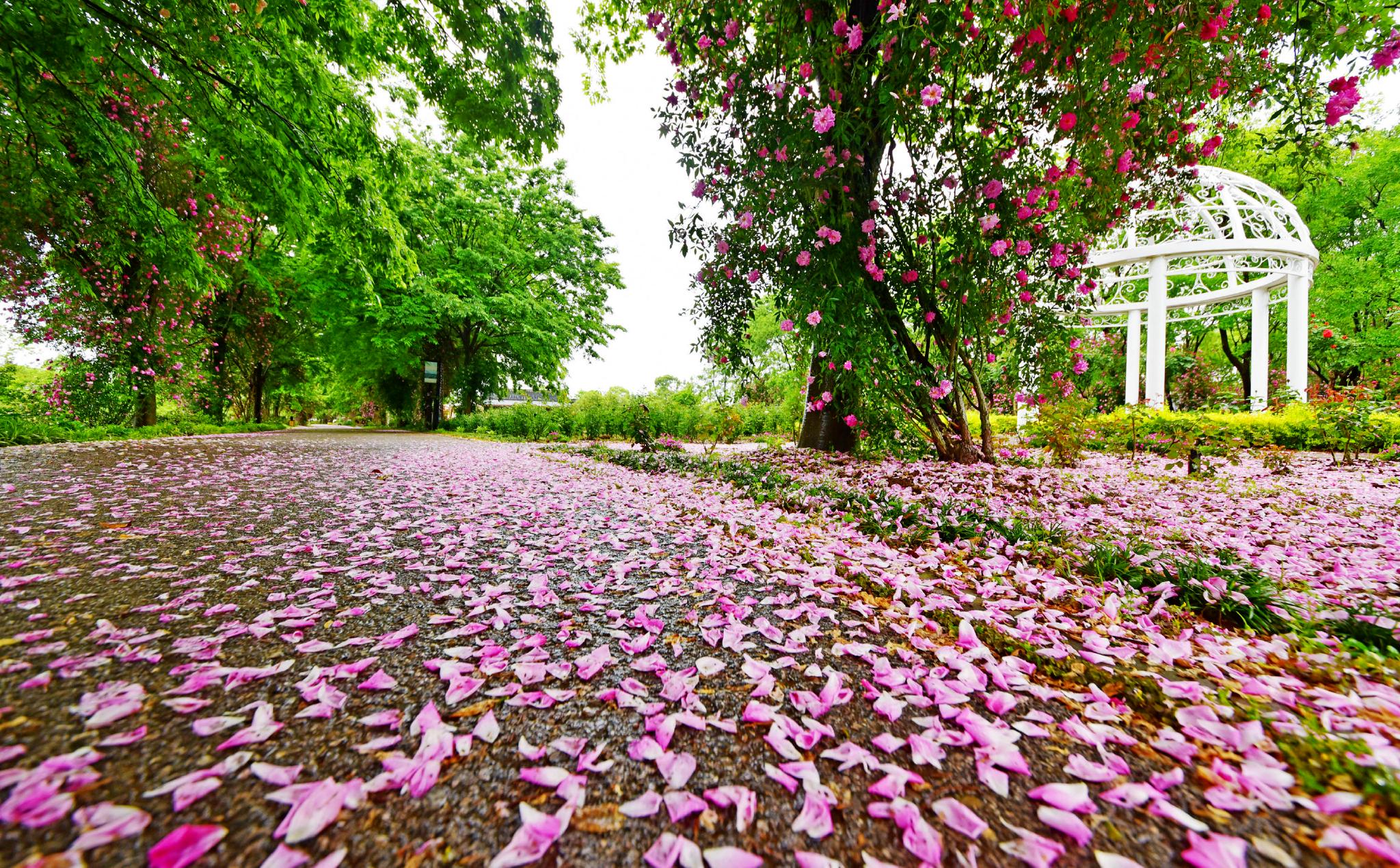 温馨玫瑰园浪漫花瓣雨