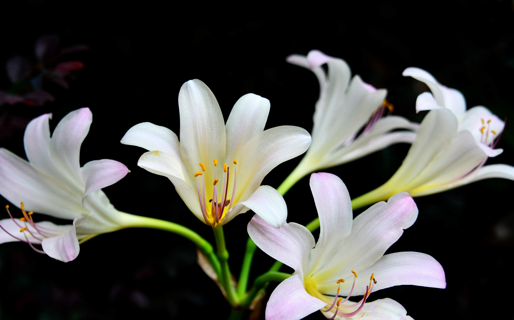 江苏省无锡市锡山区锡北镇,新镇区景观带,石蒜花开正旺,秋天正向我们