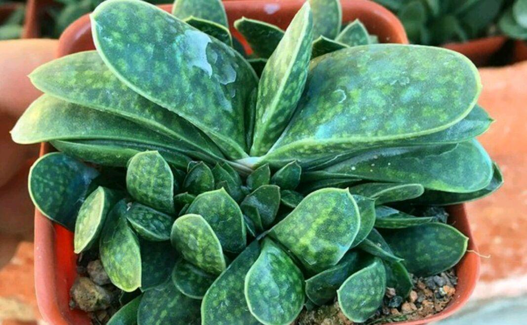 平价多肉子宝,外形像元宝,寓意招财进宝,养护比芦荟还简单