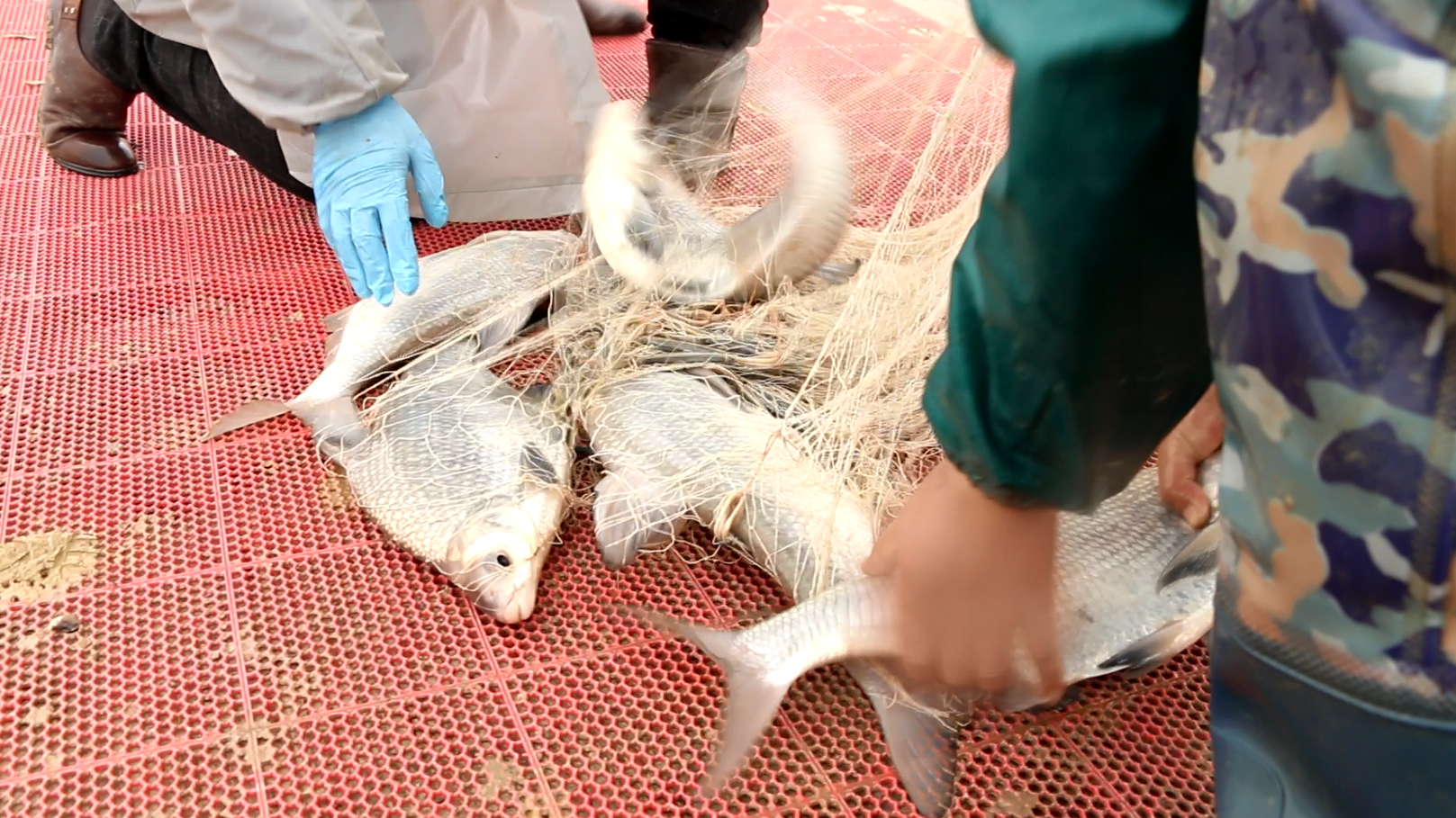 下大雨上大货,大哥一网撒上来黑压压一片,给大伙激动的直叫!