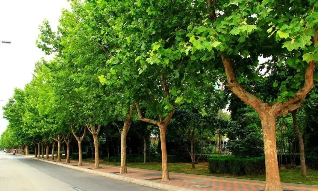 大连"市树,市花"评选活动正争奇斗艳,备选市树,市花看这里!