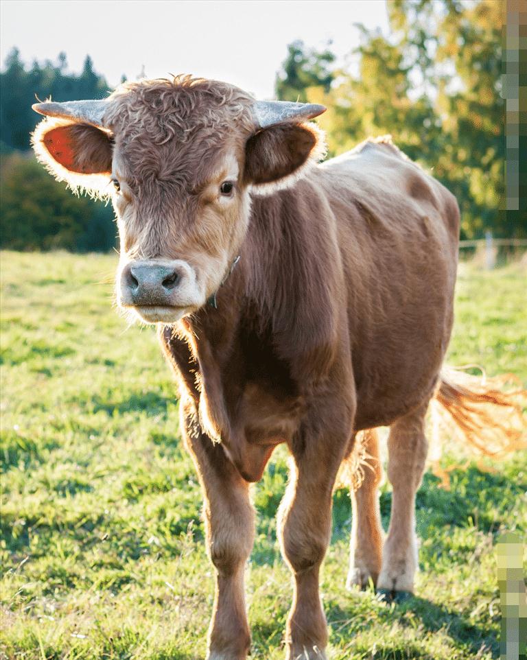 大金牛手上有抓财纹个个财大气粗命中藏大钱越过越富有