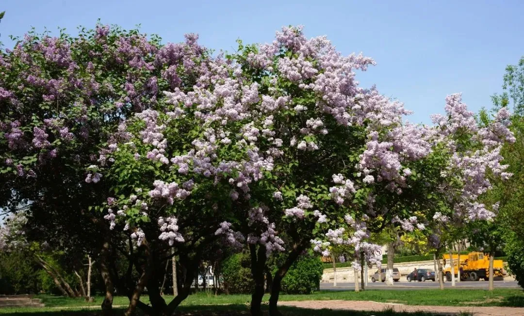 安康市市花市树图片