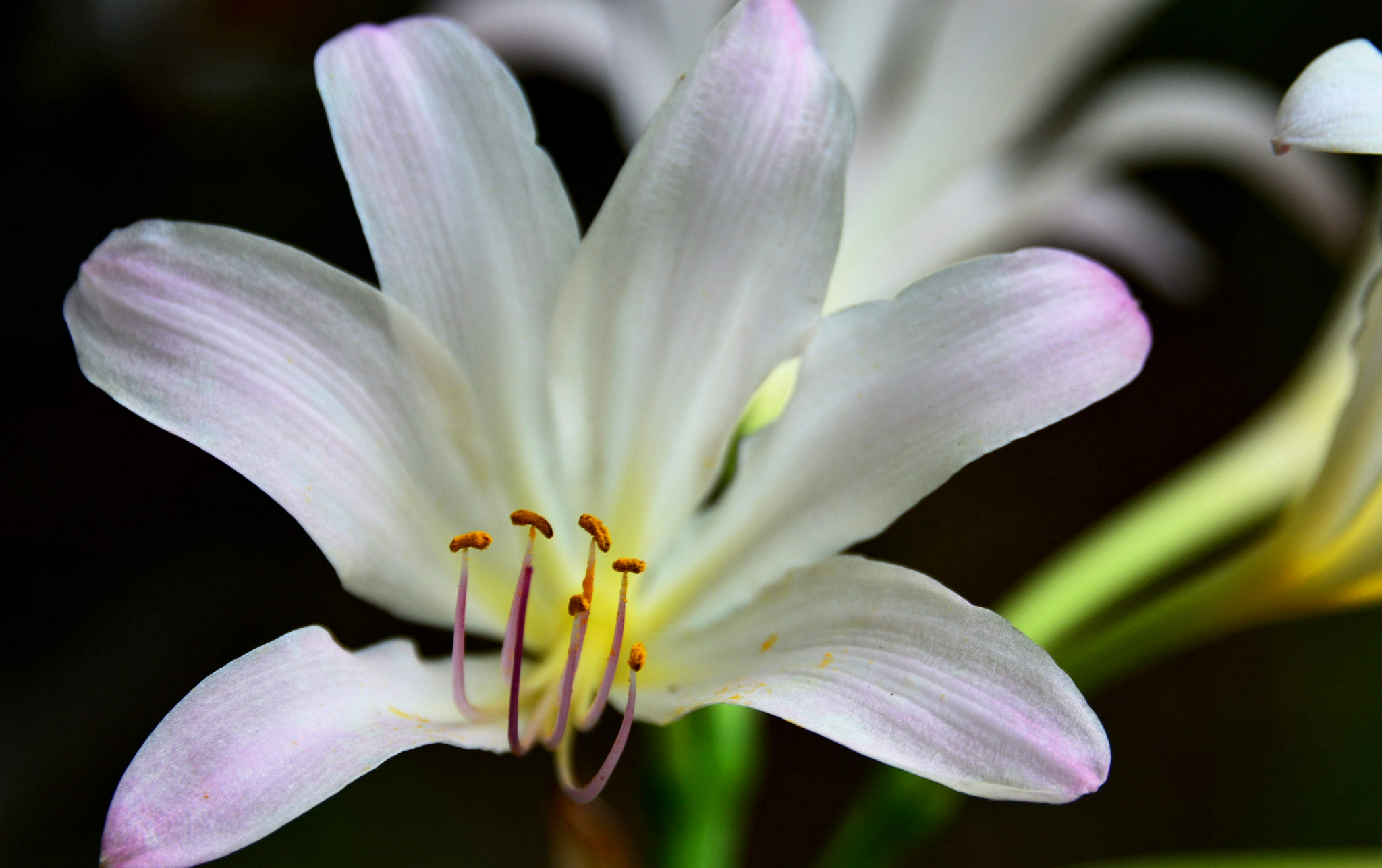 江苏省无锡市锡山区锡北镇,新镇区景观带,石蒜花开正旺,秋天正向我们