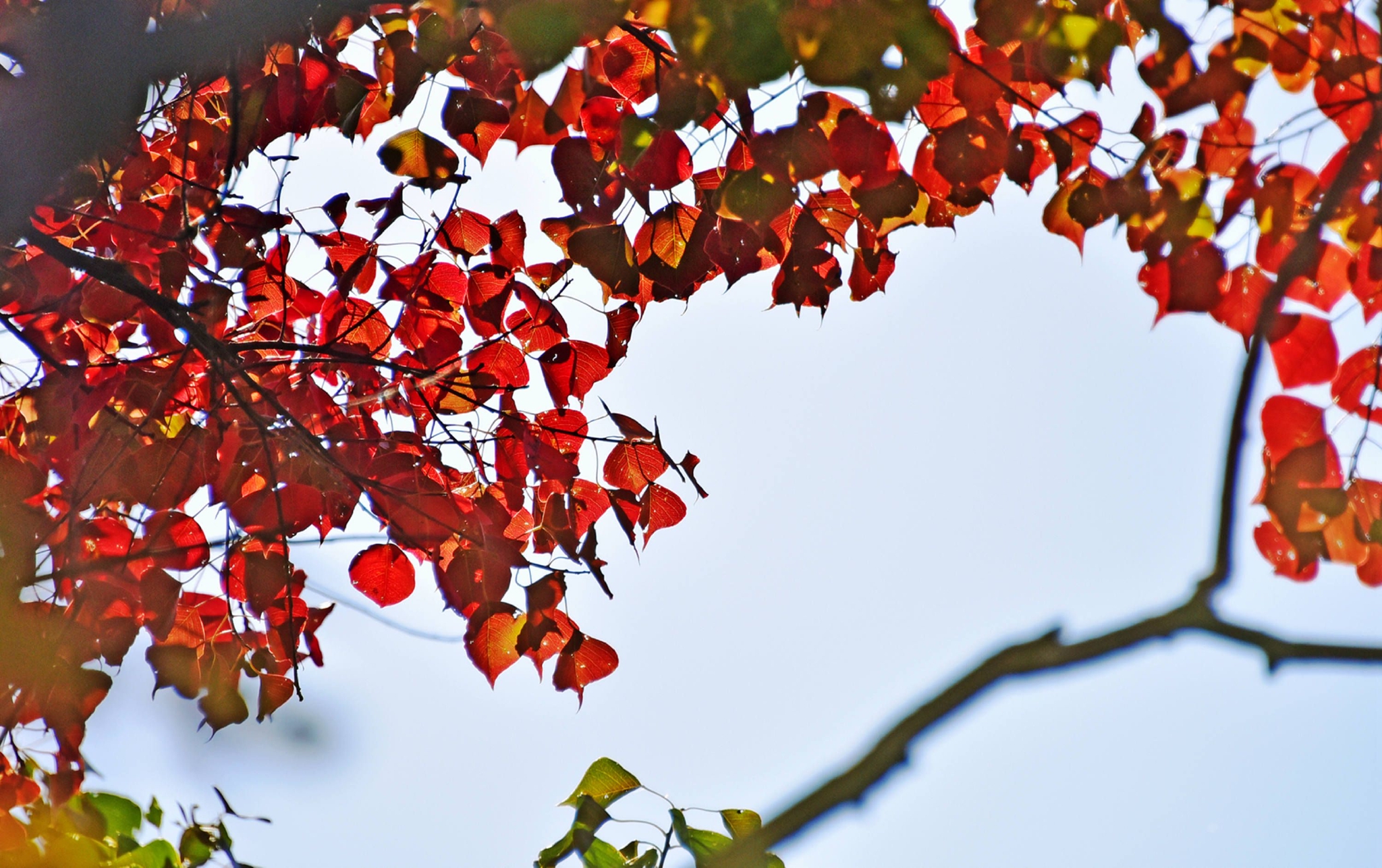 缤纷秋叶璀璨秋光乌桕树告诉你秋天的美江苏无锡锡山区