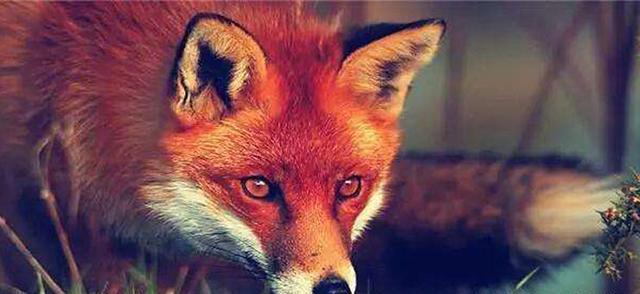 聊斋故事狐狸拦道