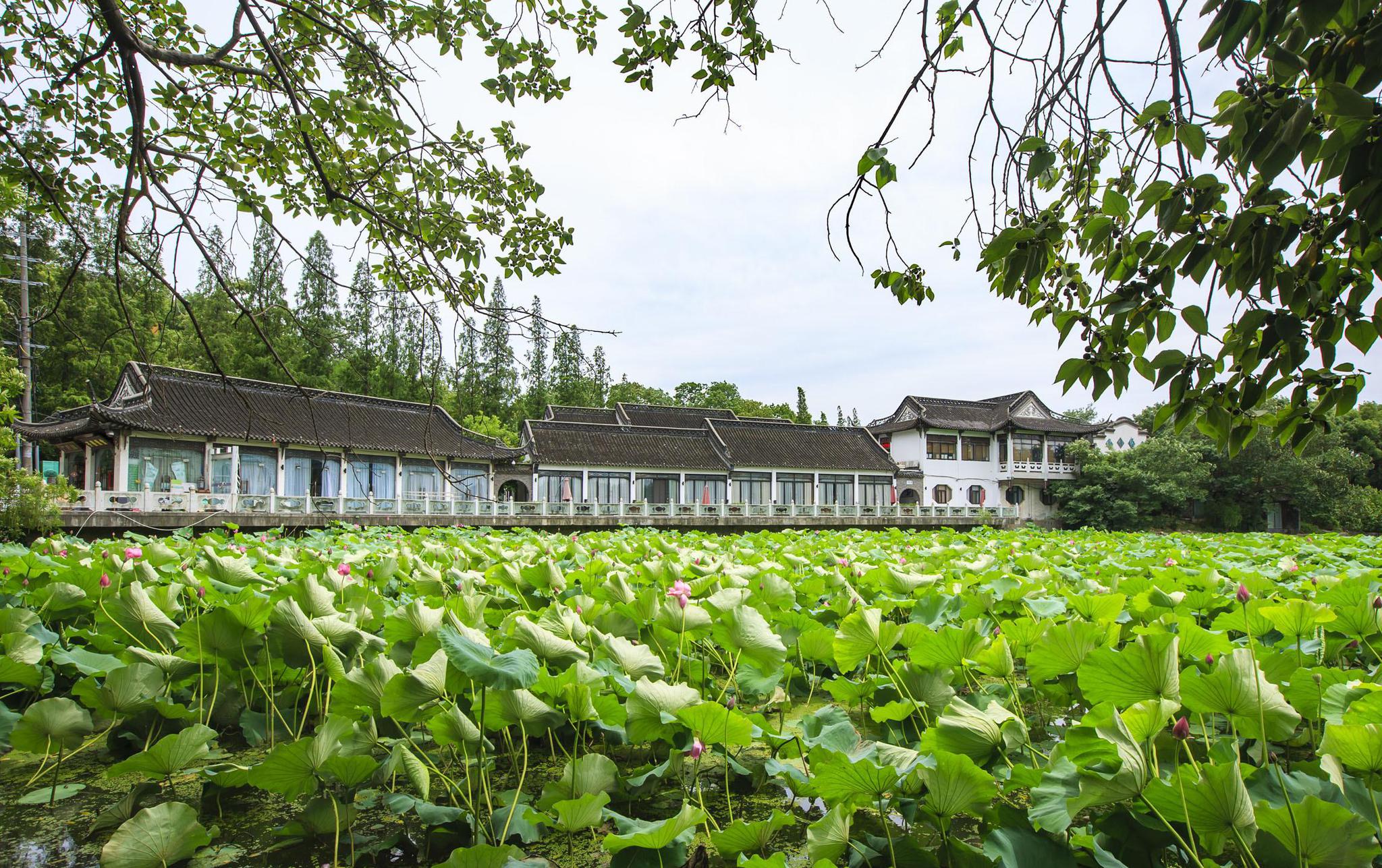 苏州夏天观荷拍荷指南-观荷拍荷哪里去?这7个地方你准满意!