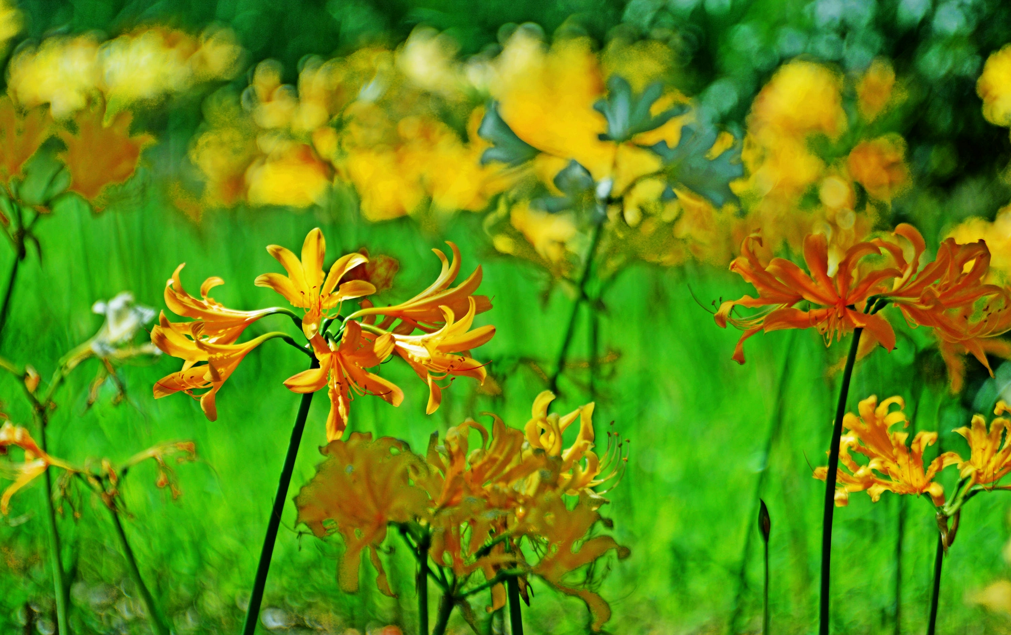 江苏省无锡市锡山区锡北镇,新镇区景观带,石蒜花开正旺,秋天正向我们