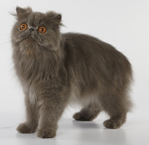 纯色波斯猫的颜色这么多这几种颜色是你喜欢的吗