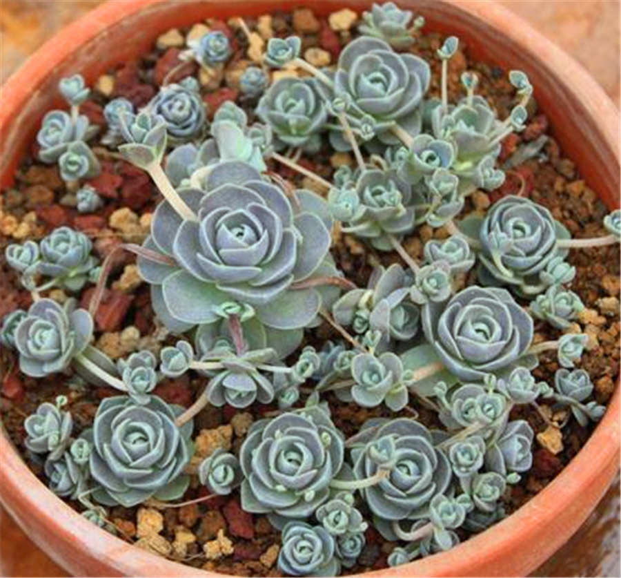 多肉中的"爆盆之王"子持莲华,做好3件事,2个月溢出盆外_高清图集_新浪