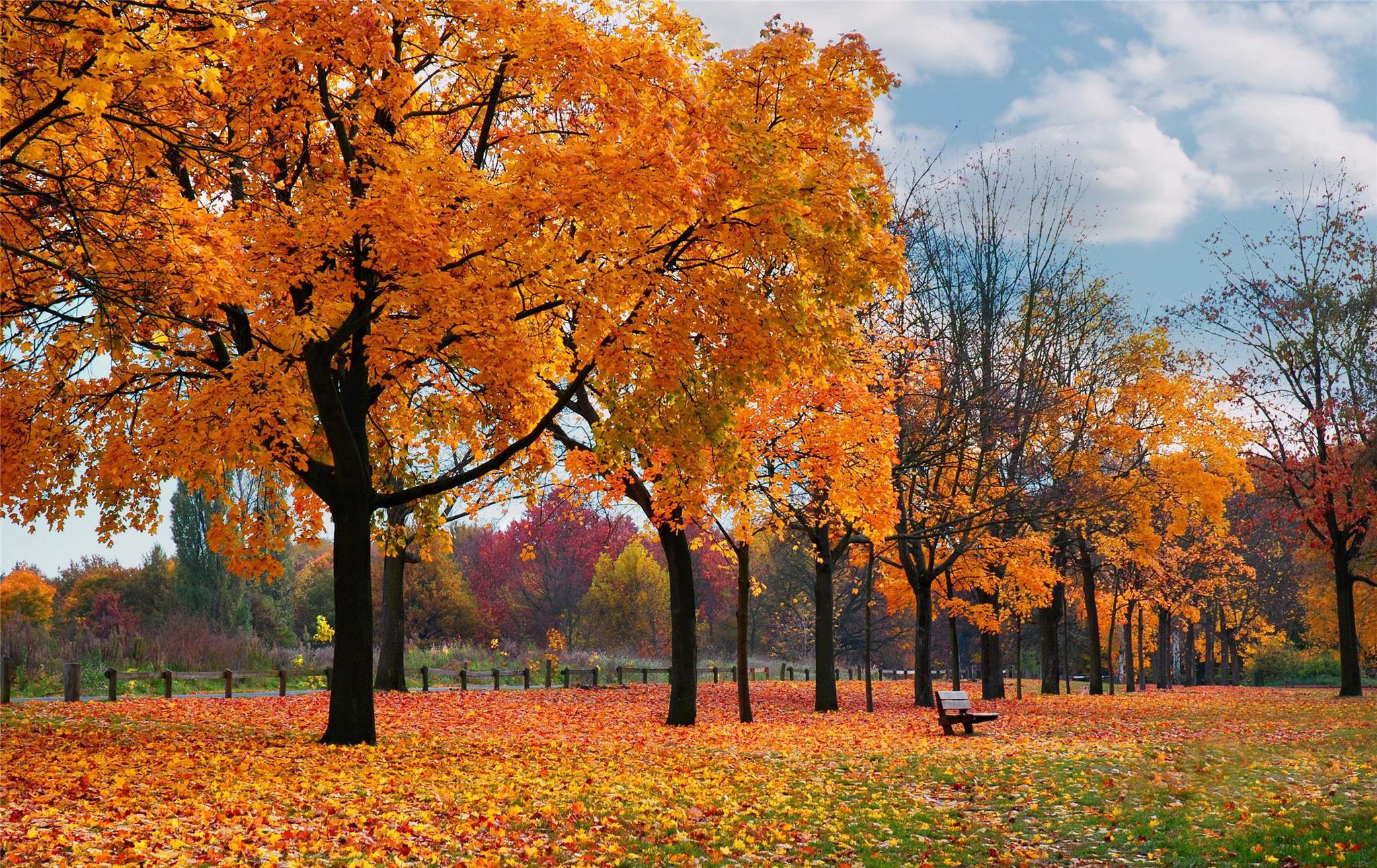 秋叶缤纷如梦似幻
