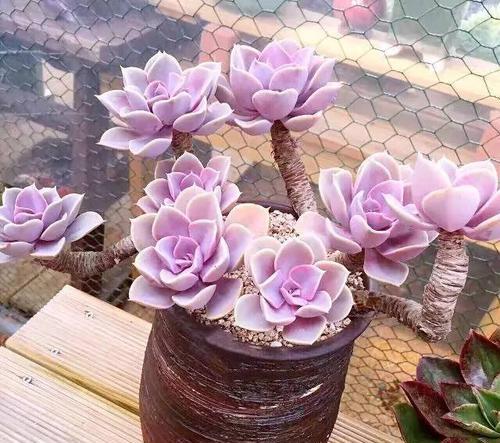 养多肉紫珍珠,了解掌握3个技巧,长成老桩,时间缩短2倍