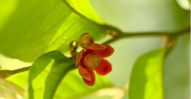 荒野维生野菜系列酒饼婆