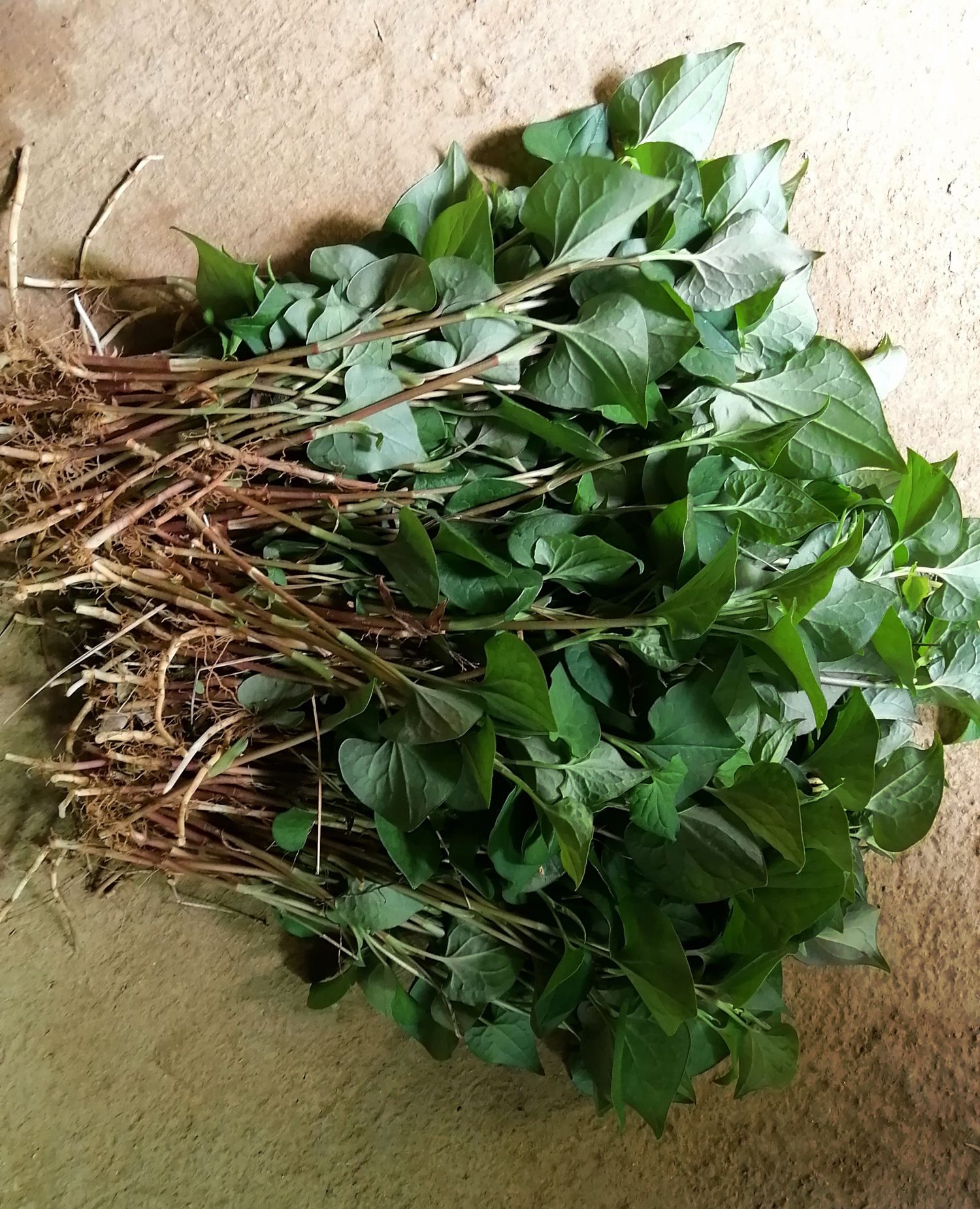 鱼腥草煎鸡蛋好菜_高清图集_新浪网