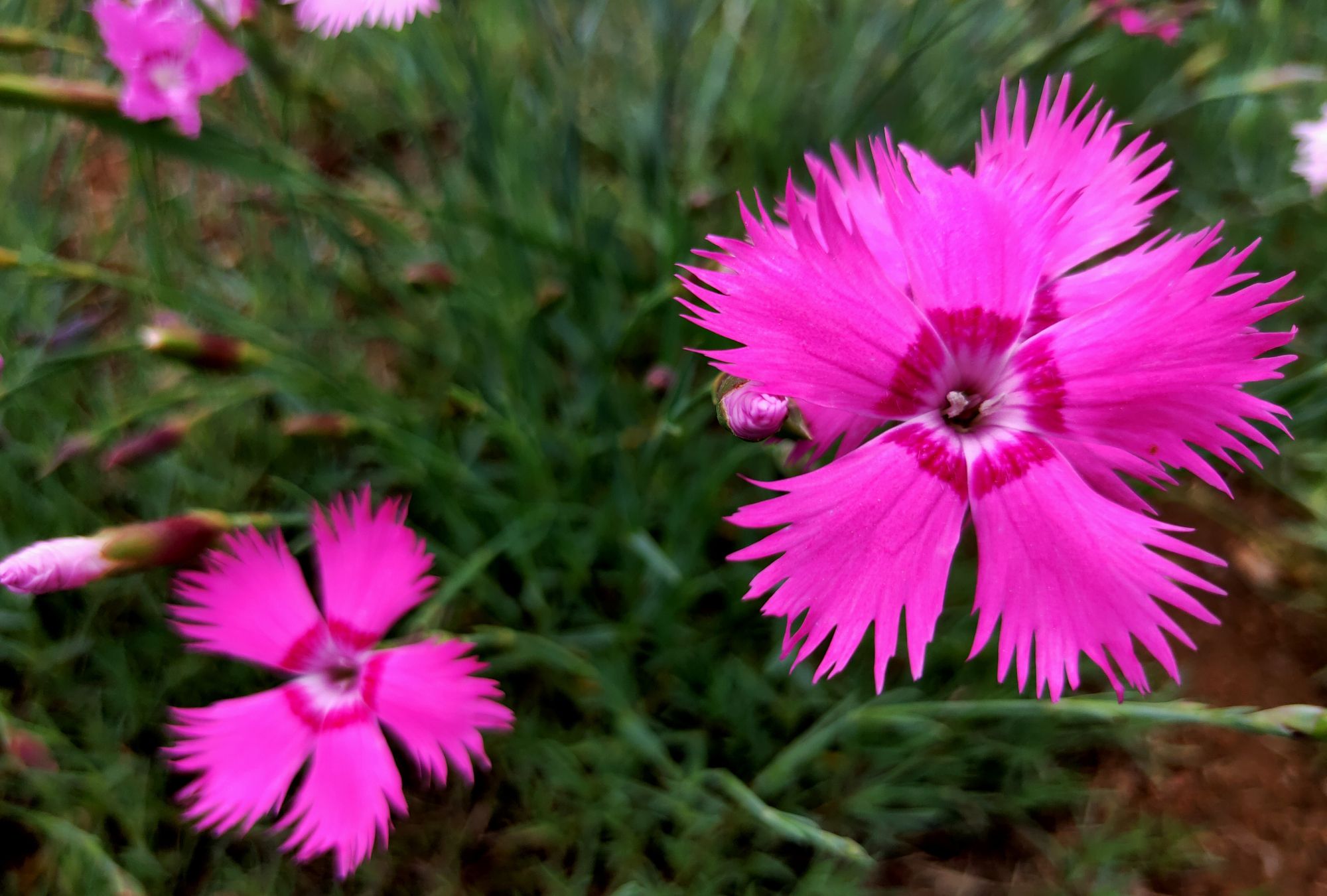 魅力十足的石竹花
