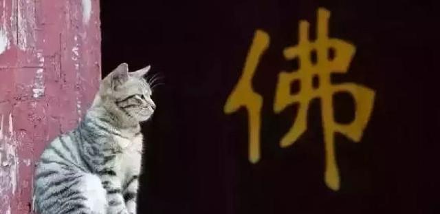 动物们拜佛你见过吗?世间万物皆有佛性,我们一起来看看吧__财经头条