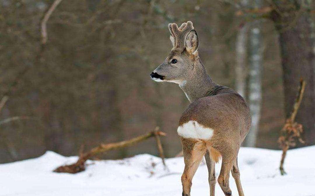 或许它们也是觉得迎着光好走路,而在遇到危险时,狍子也不会像其它动物