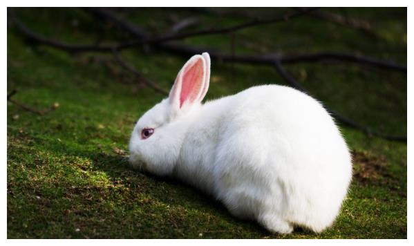 属兔人:2021年开始会有人找上门,是你这辈子最大的贵人要珍惜!