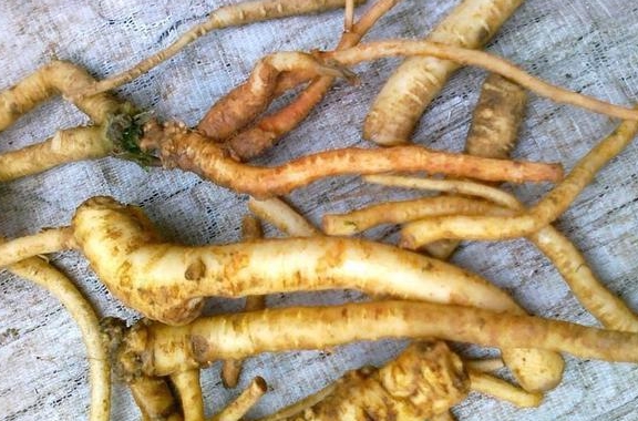 农村野草根像人参人称土人参营养价值富含蛋白质