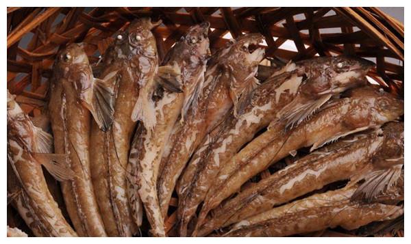 在潮汕有一种海鱼,土名为鸡腿鱼,原汁原味就是这么鲜!