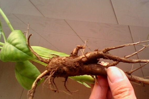 农村野草根像人参人称土人参营养价值富含蛋白质