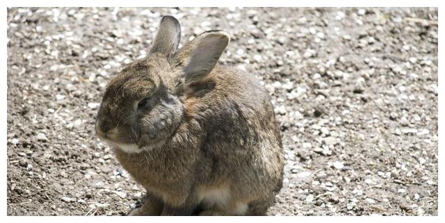 澳大利亚养兔子罚款野兔泛滥体重近百斤澳洲人有苦难言