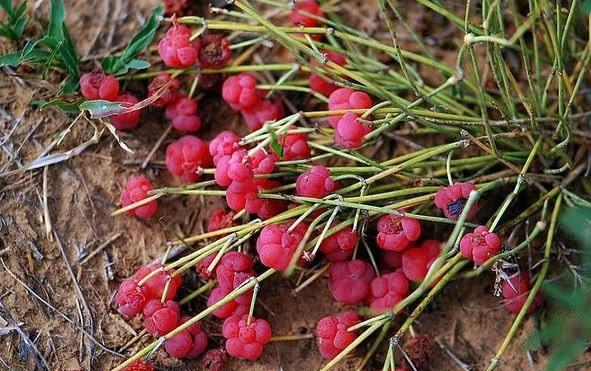 荒漠地带的黄金植物麻黄草合理利用造福人类你见过没