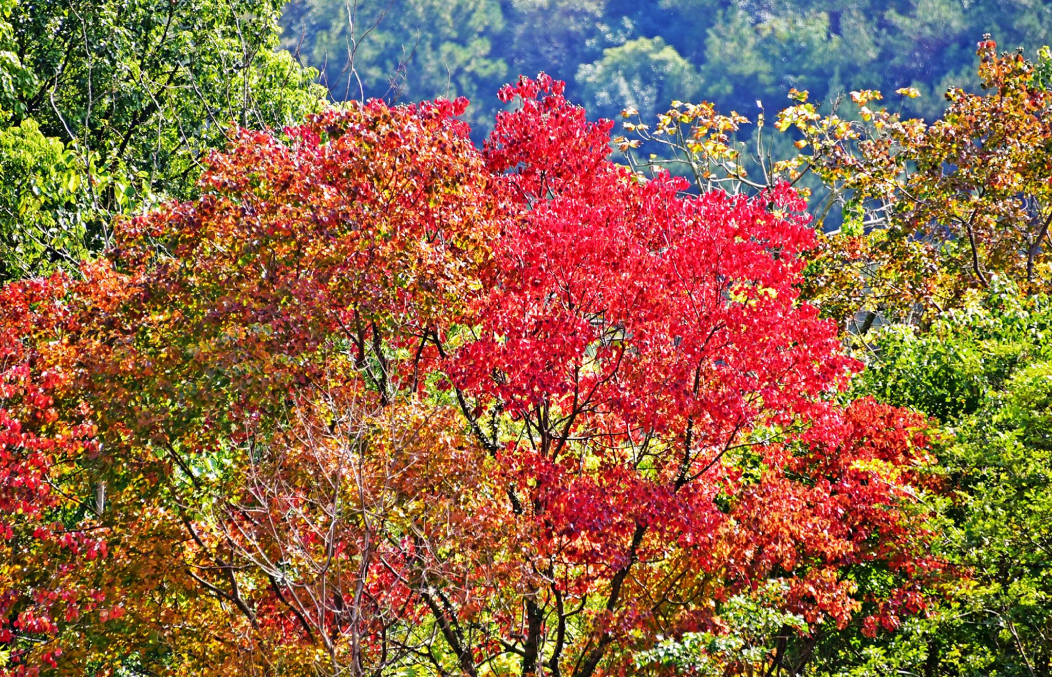 缤纷秋叶,璀璨秋光,乌桕树告诉你秋天的美,江苏无锡锡山区.|乌桕树|秋