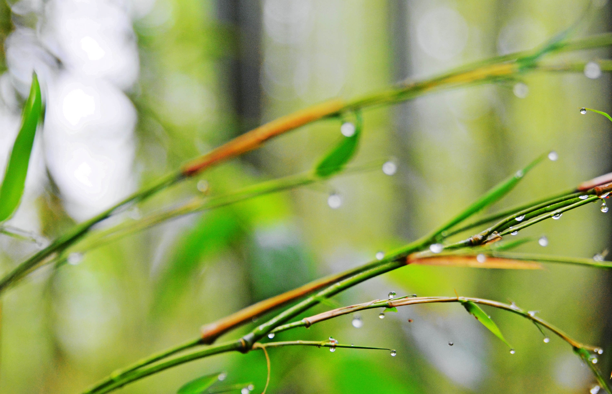 雨后竹林随拍2022年04月26日江苏无锡锡山区锡北镇斗山村