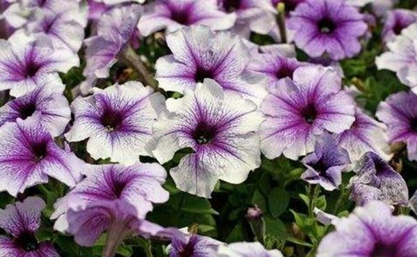 此花美丽而又脆弱像一个纤弱的女子寓意着安全与守护