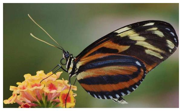 十大毒蝴蝶(十大有毒蝴蝶)