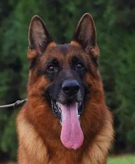 回家看看你家的男神德国黑背的头部的特征吧