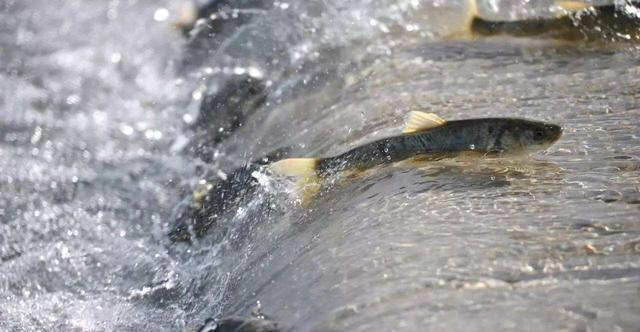 青海湖湟鱼禁捕原因 湟鱼数量恢复现状