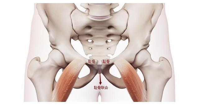 孕期逃不掉的"耻骨痛",到底痛在哪里?5招可帮孕妈有效缓解!