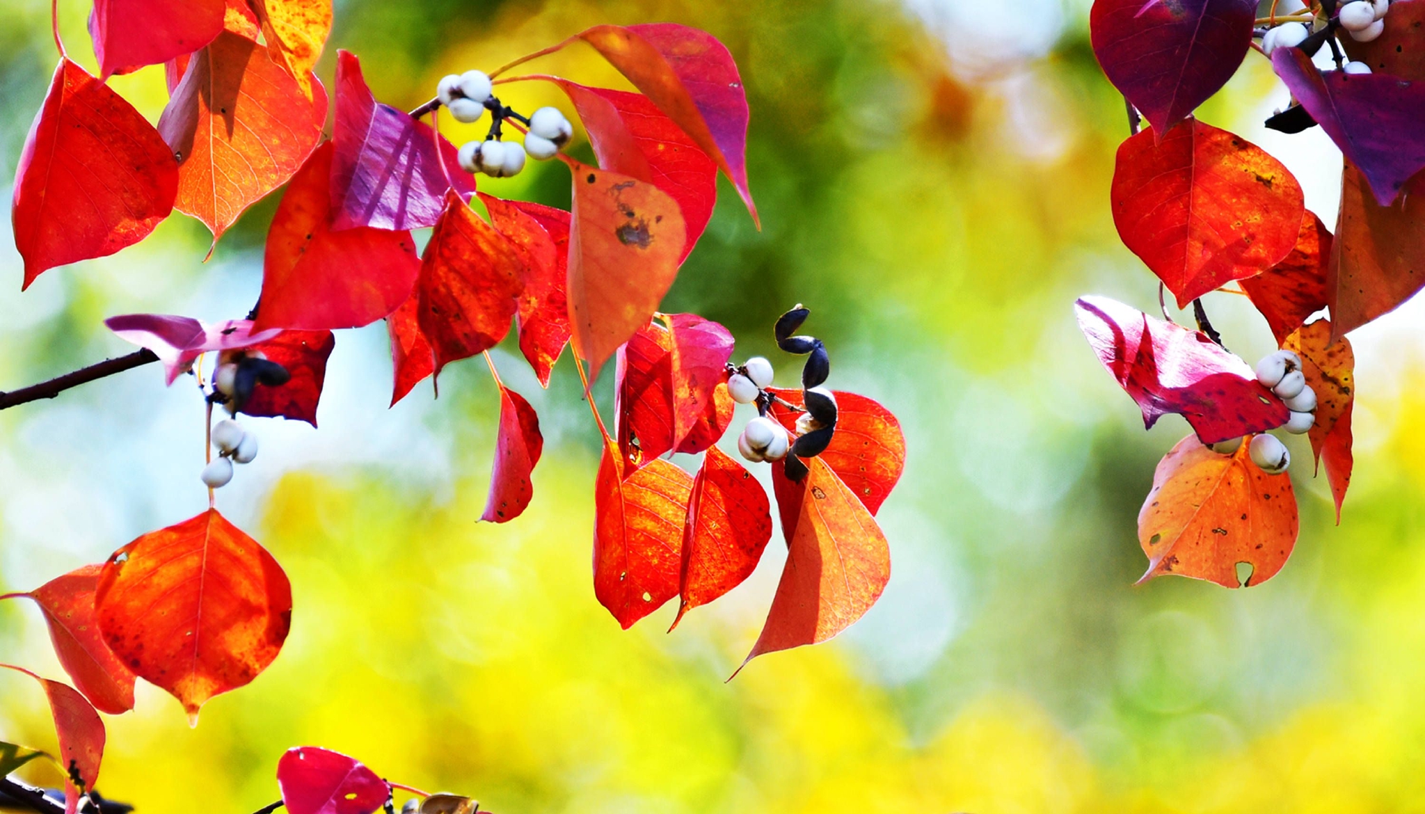 缤纷秋叶,璀璨秋光,乌桕树告诉你秋天的美,江苏无锡锡山区.