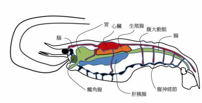 吃虾时虾头里是精华还是屎很多人都不懂结果闹笑话