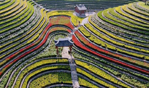 贵州的花海梯田火了,中国最美的人造艺术,堪称大山深处的奇迹!