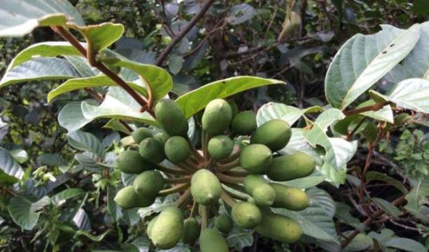 荒野维生野菜系列酒饼婆