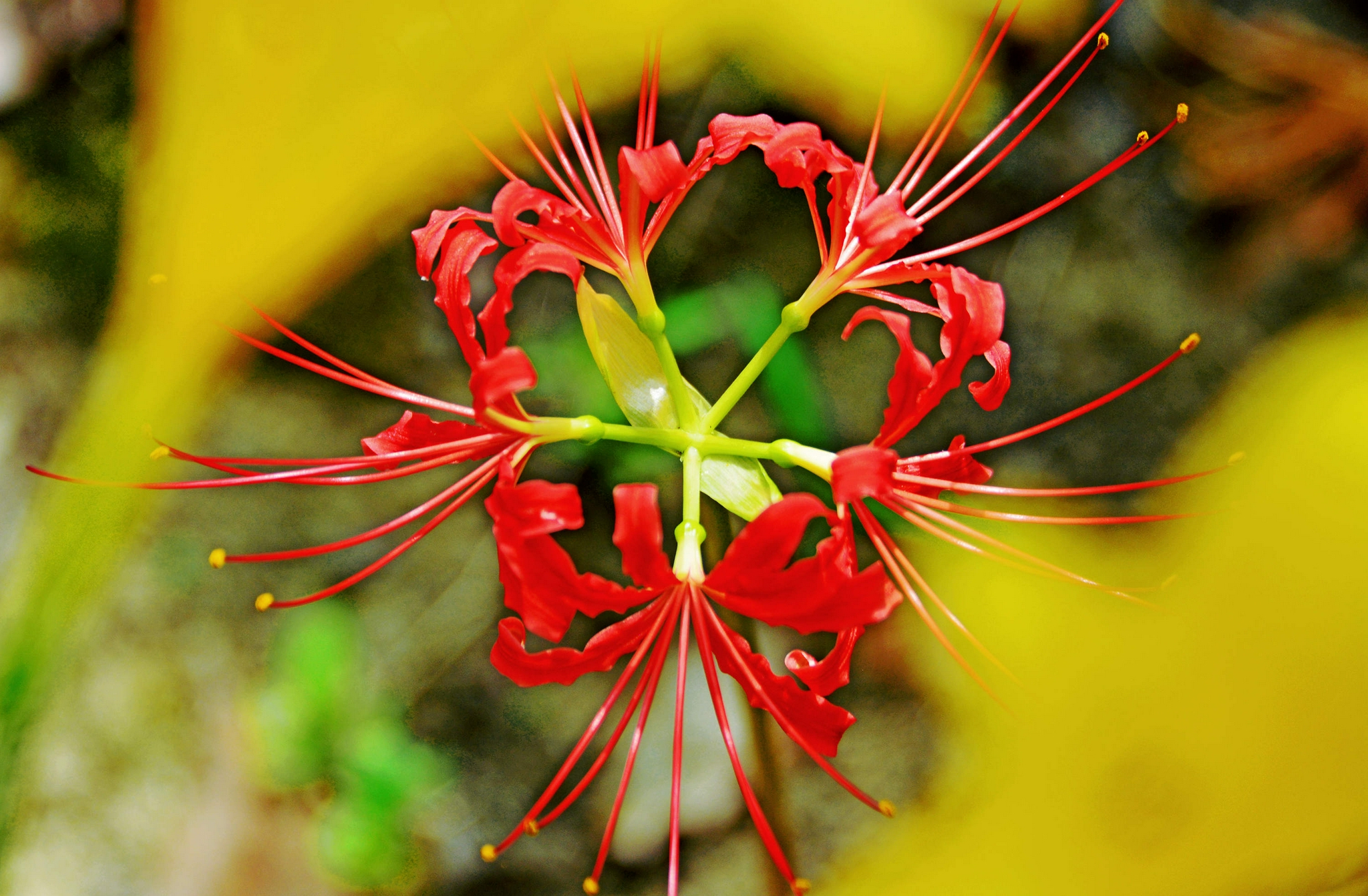 江苏省无锡市锡山区锡北镇,新镇区景观带,石蒜花开正旺,秋天正向我们