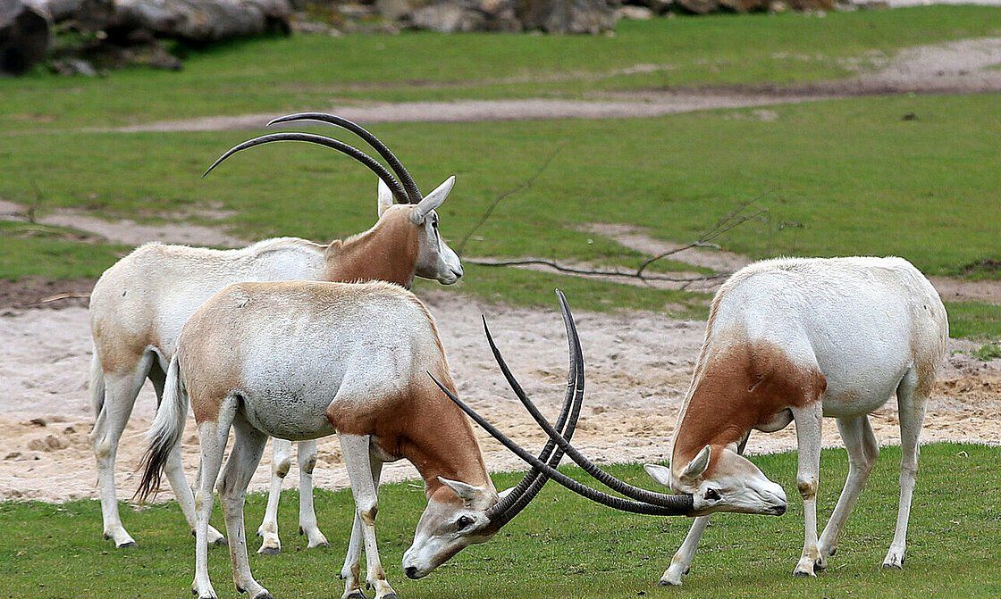 世界上角最大的5种动物 长这么大有什么用处