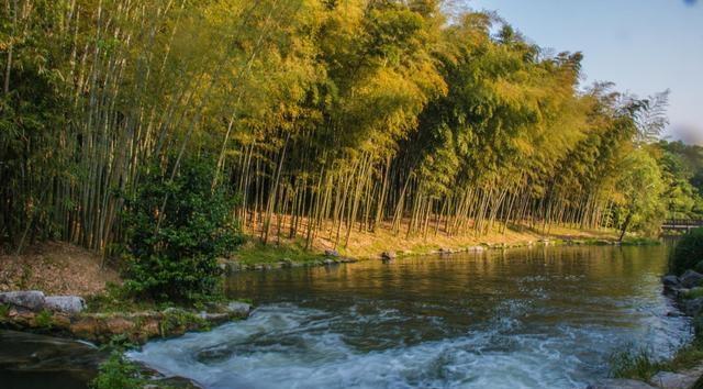 郁郁芊芊滨江竹