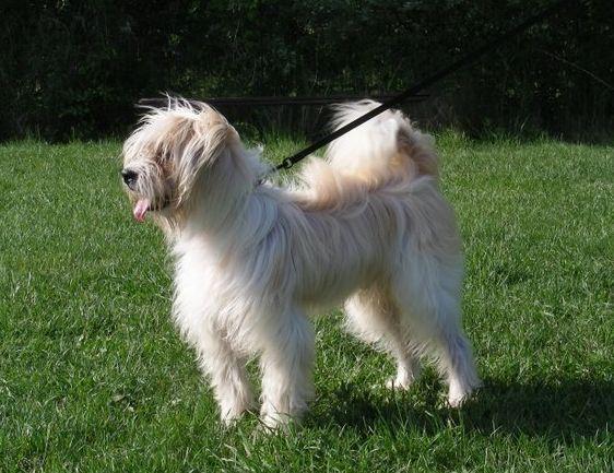 西藏梗,"带来幸运的使者",带来属于你的好运|寺庙|西藏|梗犬_新浪新闻