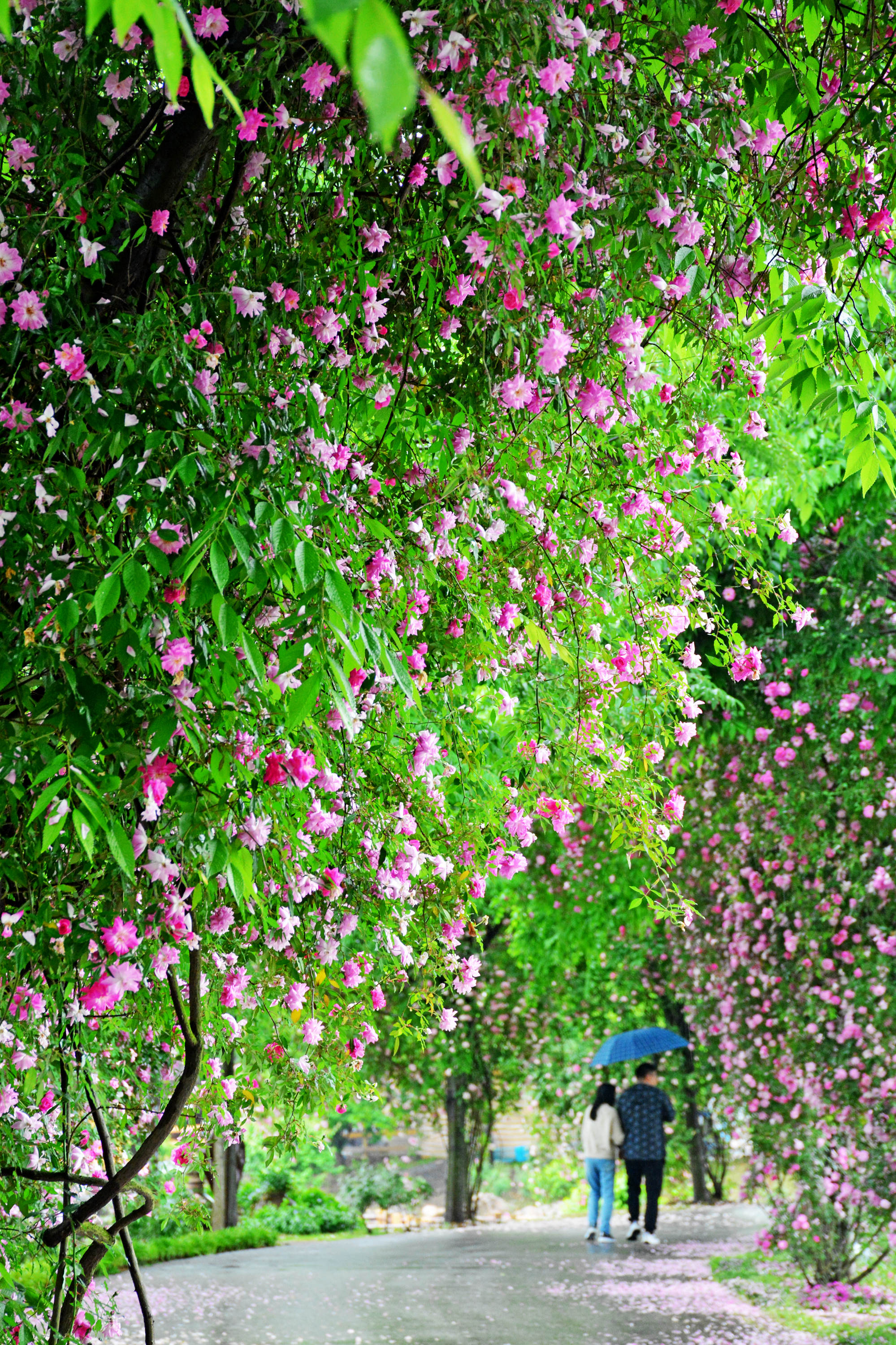 温馨玫瑰园浪漫花瓣雨