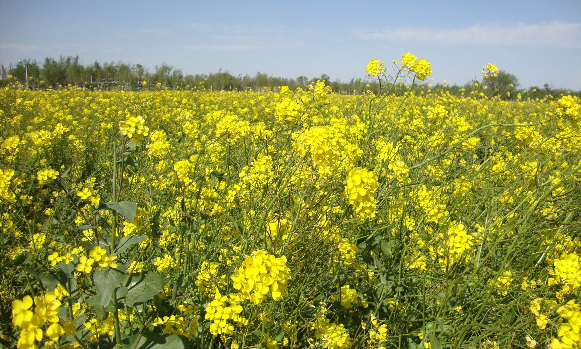 北京又一处赏花打卡景区,大兴瀛海油菜花,免门票和停车费