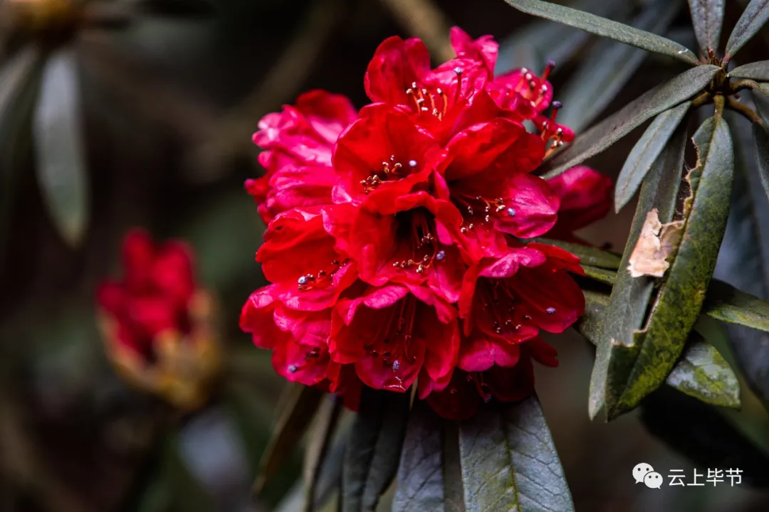 免门票贵州这里万亩千年杜鹃花亮相