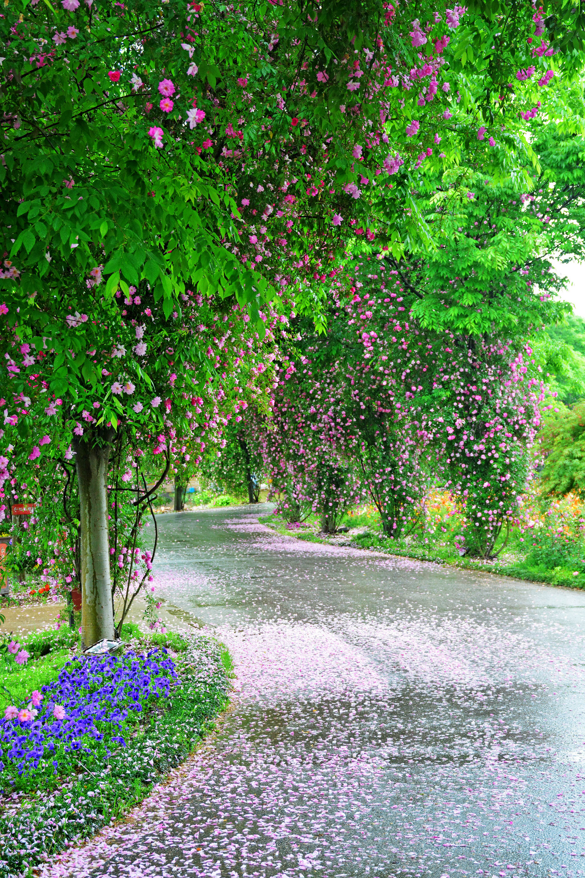 温馨玫瑰园浪漫花瓣雨