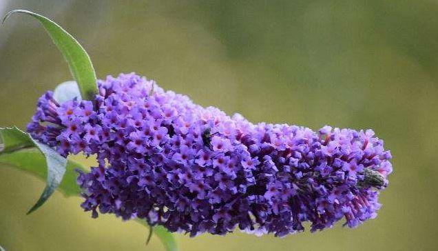 淡雅的花色呈现出温馨浪漫之感,寓意为幸福的到来|密蒙花|女主人|米饭